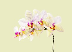 Fototapeta254 x 184  Orchide, 254 x 184 cm