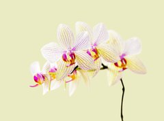 Fototapeta270 x 200  Orchide, 270 x 200 cm