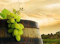 Fototapeta100 x 73  Wine barrel and grape with vineyard in background, 100 x 73 cm