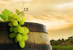 Fototapeta pltno 174 x 120, 19328212 - Wine barrel and grape with vineyard in background