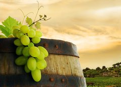 Fototapeta vliesov 200 x 144, 19328212 - Wine barrel and grape with vineyard in background - Vno a vinn hrozny s vinicemi v pozad