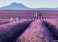 Fototapeta pltno 160 x 116, 195185269 - Lavender fields in Plateau de Valensole with a stone house in Summer. Alpes de Haute Provence, PACA Region, France