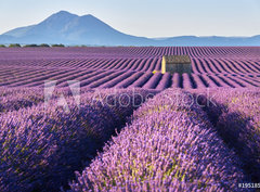 Fototapeta pltno 330 x 244, 195185269 - Lavender fields in Plateau de Valensole with a stone house in Summer. Alpes de Haute Provence, PACA Region, France