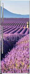Samolepka na lednici fólie 80 x 200, 195185269 - Lavender fields in Plateau de Valensole with a stone house in Summer. Alpes de Haute Provence, PACA Region, France - Levandulová pole v Plateau de Valensole s kamenným domem v létě. Alpes de Haute Provence, region PACA, Francie