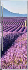 Samolepka na lednici flie 80 x 200, 195185269 - Lavender fields in Plateau de Valensole with a stone house in Summer. Alpes de Haute Provence, PACA Region, France - Levandulov pole v Plateau de Valensole s kamennm domem v lt. Alpes de Haute Provence, region PACA, Francie