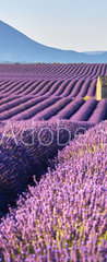 Samolepka na dvee flie 90 x 220, 195185269 - Lavender fields in Plateau de Valensole with a stone house in Summer. Alpes de Haute Provence, PACA Region, France