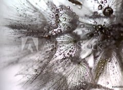 Samolepka flie 100 x 73  TARAXACUM. DIENTE DE LEN, 100 x 73 cm