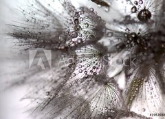 Fototapeta plátno 160 x 116, 195393879 - TARAXACUM. DIENTE DE LEN