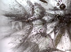Fototapeta330 x 244  TARAXACUM. DIENTE DE LEN, 330 x 244 cm