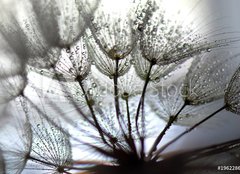 Fototapeta plátno 160 x 116, 196228684 - TARAXACUM. DIENTE DE LEN, SEMILLAS EN DISPERSIN, POLINIZACIN.