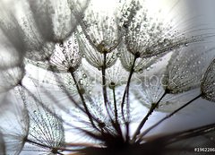 Samolepka flie 200 x 144, 196228684 - TARAXACUM. DIENTE DE LEN, SEMILLAS EN DISPERSIN, POLINIZACIN.