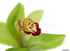 Samolepka flie 100 x 73, 19645988 - Green Cymbidium - Zelen Cymbidium