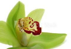 Samolepka flie 145 x 100, 19645988 - Green Cymbidium - Zelen Cymbidium