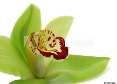 Samolepka flie 200 x 144, 19645988 - Green Cymbidium - Zelen Cymbidium
