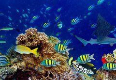 Fototapeta vliesov 145 x 100, 196736176 - colorful wide underwater coral reef panorama banner background with many fishes turtle and marine life / Unterwasser Korallenriff breit Hintergrund