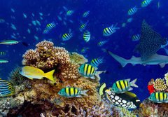 Fototapeta papr 184 x 128, 196736176 - colorful wide underwater coral reef panorama banner background with many fishes turtle and marine life / Unterwasser Korallenriff breit Hintergrund