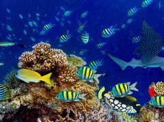Fototapeta vliesov 270 x 200, 196736176 - colorful wide underwater coral reef panorama banner background with many fishes turtle and marine life / Unterwasser Korallenriff breit Hintergrund