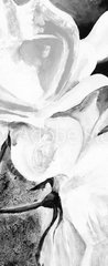 Samolepka na dveře fólie 90 x 220, 197308949 - lbild: Weie Rosen