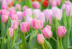 Fototapeta pltno 174 x 120, 197459924 - Tulip Flower in the Garden.,Nature background.