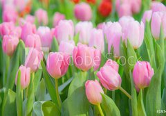 Fototapeta papr 184 x 128, 197459924 - Tulip Flower in the Garden.,Nature background.