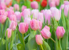 Fototapeta pltno 240 x 174, 197459924 - Tulip Flower in the Garden.,Nature background.