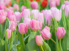 Fototapeta papír 360 x 266, 197459924 - Tulip Flower in the Garden.,Nature background. - Tulipán v zahradě., Přírodní pozadí.