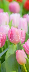 Samolepka na dvee flie 90 x 220, 197459924 - Tulip Flower in the Garden.,Nature background.