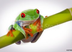 Fototapeta vliesov 100 x 73, 19746913 - Bamboo Frog