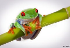 Samolepka flie 145 x 100, 19746913 - Bamboo Frog - Bambusov ba