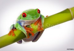 Fototapeta papr 184 x 128, 19746913 - Bamboo Frog - Bambusov ba