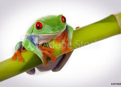 Samolepka flie 200 x 144, 19746913 - Bamboo Frog - Bambusov ba
