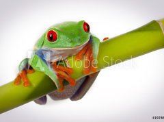 Samolepka flie 270 x 200, 19746913 - Bamboo Frog - Bambusov ba
