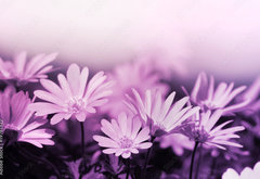 Samolepka flie 145 x 100  Pink floral background, 145 x 100 cm