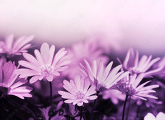 Fototapeta plátno 160 x 116, 19781322 - Pink floral background - Růžové květinové pozadí