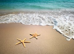 Fototapeta vliesov 100 x 73, 19804151 - two starfish on a beach