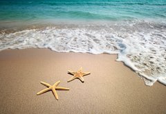 Fototapeta vliesov 145 x 100, 19804151 - two starfish on a beach