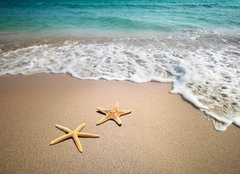 Fototapeta pltno 160 x 116, 19804151 - two starfish on a beach