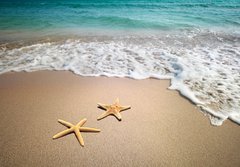 Fototapeta184 x 128  two starfish on a beach, 184 x 128 cm