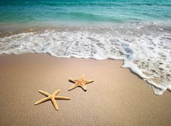 Fototapeta papr 360 x 266, 19804151 - two starfish on a beach