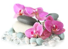 Fototapeta papír 160 x 116, 19964009 - Orchid laying on stones - Orchidej na kameny