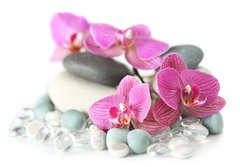 Fototapeta papr 184 x 128, 19964009 - Orchid laying on stones