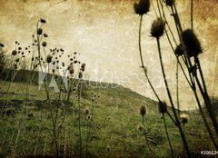 Fototapeta pltno 160 x 116, 20013462 - Vintage nature