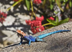 Fototapeta vliesov 100 x 73, 20070115 - Red-headed Rock Agama on rock - erven