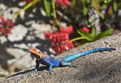 Samolepka flie 145 x 100, 20070115 - Red-headed Rock Agama on rock