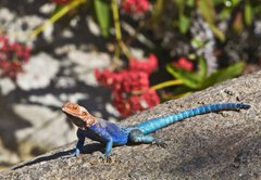 Fototapeta vliesov 145 x 100, 20070115 - Red-headed Rock Agama on rock