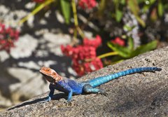 Fototapeta184 x 128  Red headed Rock Agama on rock, 184 x 128 cm