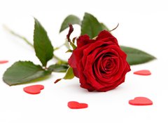 Samolepka flie 100 x 73  red rose, 100 x 73 cm