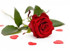 Fototapeta254 x 184  red rose, 254 x 184 cm