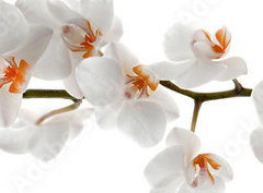 Fototapeta pltno 330 x 244, 201049079 - Orchid branch with flowers