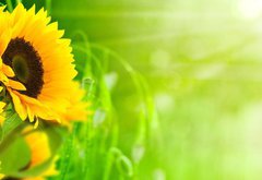 Fototapeta pltno 174 x 120, 20124033 - nature et nergie - fleurs de tournesols sur fond vert